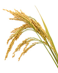 ear of rice isolated on white background as transparent. PNG. AI GENERATED