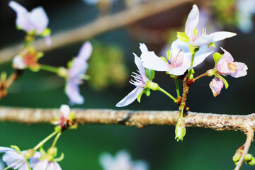 かわいい四季桜