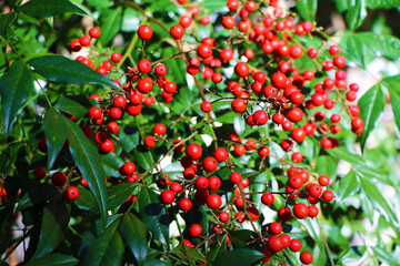 美しい南天の実