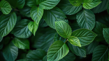Closeup of Fresh green leaves of mint