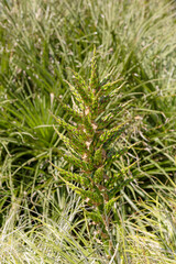 Outdoor view of a mature Chilean Sapphire Tower plant