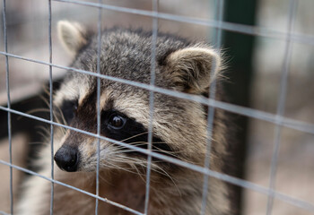 A curious raccoon leans close to the cage, reaching out to engage with people nearby, enjoying the afternoon activity