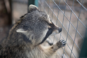 A curious raccoon leans close to the cage, reaching out to engage with people nearby, enjoying the afternoon activity © Mihail