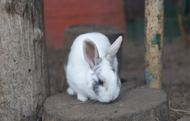 A white rabbit with gray markings is perched on a wooden stump near a colorful backdrop, enjoying a peaceful moment in a calm environment