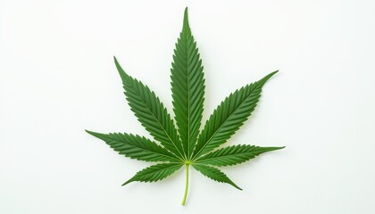 Green leaf on white background