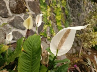 The color is sparkling white This is a lily flower that can grow in cold mountainous areas
