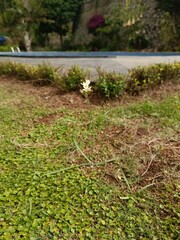 Allium zebdanense wild ornamental onion white flower This is a plant harvesting the formation of a bulb with flower umbels which can form a natural beauty
