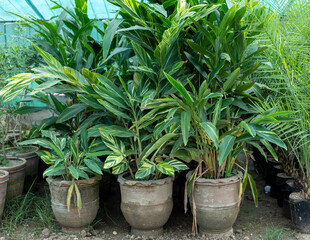 Fototapeta premium Alpinia zerumbet, variegated ginger plants in large clay pots