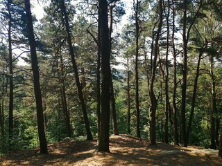 Summer in the European pine forest