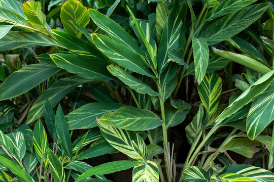Alpinia zerumbet, commonly known as shell ginger plants