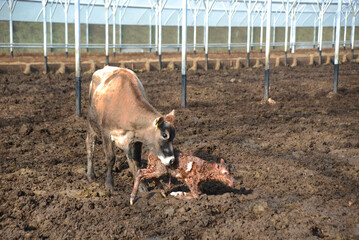 mother helping the newborn calf