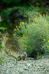 Squirrel in The Bushes