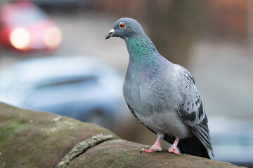 racing pigeon