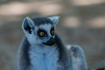 portrait of a ring-tailed lemur