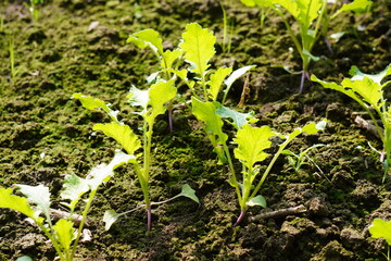 Mustard plant cultivated in the agricultural field