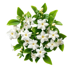 Obraz premium A vibrant bush of jasmine flowers with lush green leaves isolated on a transparent background, a bush of jasmine flowers, file of isolated object with shadow on transparent background