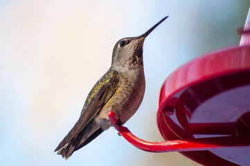 Fototapeta premium anna's hummingbird on feeder