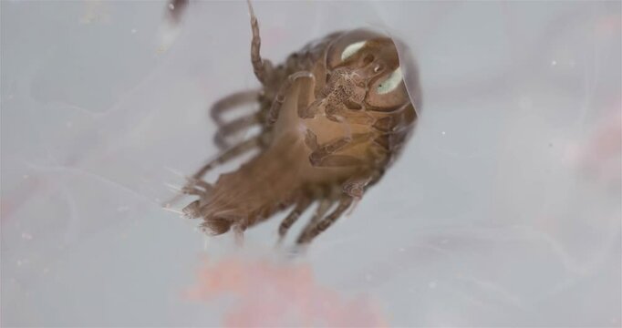Amphipoda Crustacea Hyperia galba, family Hyperiidae. They parasitize on jellyfish Aurelia aurita, feeding on its tissues, tentacles. White sea