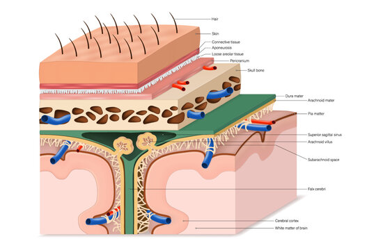 Layers of Meninges vector. Dura, Arachnoid, Pia mater. Cranial meninges anatomy.