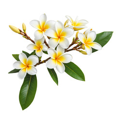 Minimalist Frangipani Design with Yellow and White Flowers – Plumeria Tree Branch with Soft Lighting and Realistic Details on White Background for Creative Projects