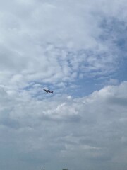seagull in flight