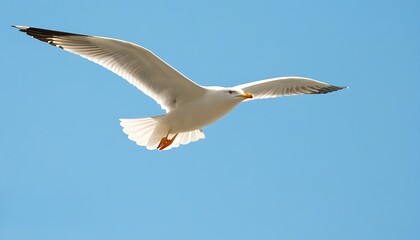 Fototapeta premium Stunning view of a white seagull soaring under a clear blue sky