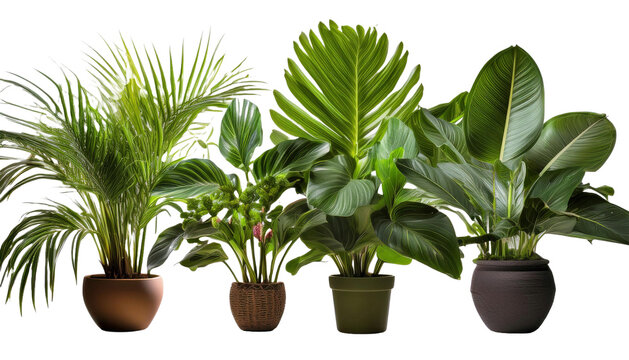 Set de macetas de cer&aacute;mica con distintas plantas de hojas verdes y un fondo transparente