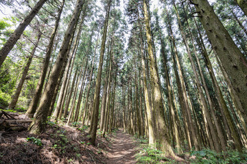 제주도 서귀포시 안덕면 광평리 왕이메오름