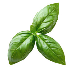 Obraz premium Fresh basil leaves isolated on a transparent background for culinary use or herb gardening purposes, basil leafisolated on transparent background