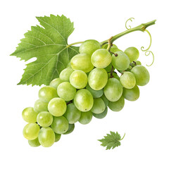 Grape fruits isolated on transparent background