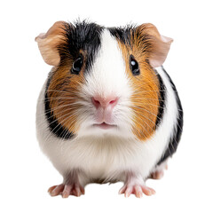 A cute guinea pig posing adorably against a transparent background, highlighting its charming features and lively personality, a cute guinea pig posing, transparent background.