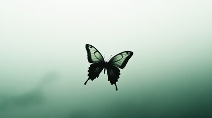 A Single Dark Butterfly Against A Green Background