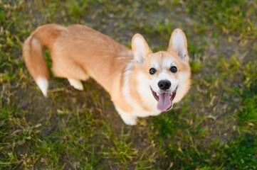 Portrait of cute Pembroke Welsh Corgi dog on green lawn with tongue hanging out, top view. Pet products concept