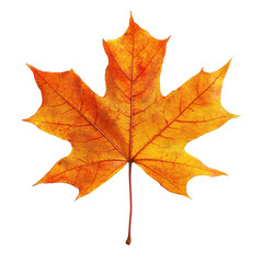 Obraz premium Vibrant autumn leaf showcasing rich orange hues isolated against a clean Png backdrop for seasonal beauty, autumn leaf isolated on transparent background