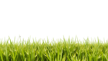 Fototapeta premium Isolated green grass on a white background.