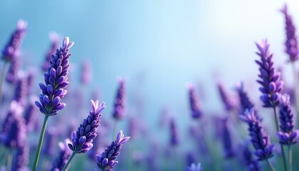 Obraz premium Purple lavender flowers against blue background