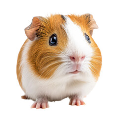 A cute guinea pig posing with curiosity against a clean transparent background, a cute guinea pig posing, transparent background.