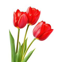 Beautiful red tulips on a bright transparent background showcasing their vibrant colors and delicate petals, Beautiful tulips isolated transparent background