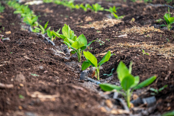 Young banana plants grow well and are healthy. beautiful banana plants Banana field. young sprouts of bananas.