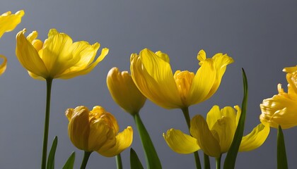 Obraz premium The serene beauty of yellow flowers and green leaves