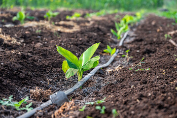 Young banana plants grow well and are healthy. beautiful banana plants Banana field. young sprouts of bananas.