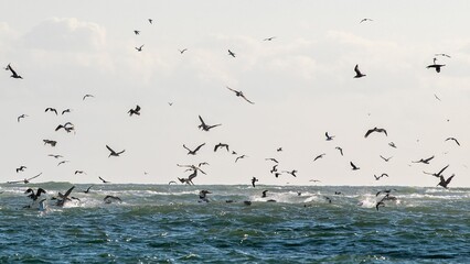 Flock of seabirds flying over a wavy ocean under a cloudy sky, capturing the essence of freedom