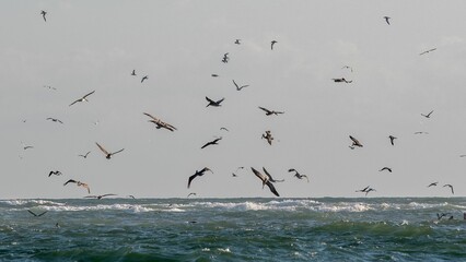 Flock of seabirds flying over a wavy ocean under a cloudy sky, capturing the essence of freedom