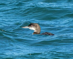 Close-up of a loon swimming in clear blue water, showcasing its distinctive red eye