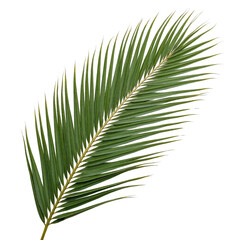 Obraz premium Lush Green Palm Leaf Branch Tropical Foliage Isolated White Background