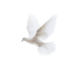 Obraz premium Majestic White Dove in Flight: Symbol of Peace and Hope