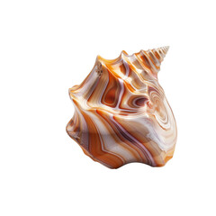Striking Seashell: A Swirl of Ocean Hues