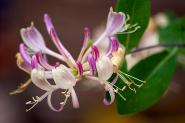 close up of honeysuckle