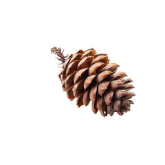 Majestic Pine Cone: Nature's Intricate Design