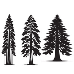 Obraz premium redwood tree silhouette set - redwood leaf vector -organic nature vector- tree silhouette - tree, nature botanical set - wood silhouette set 